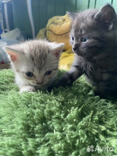 Отдам котят