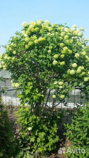 Калина Бульденеж