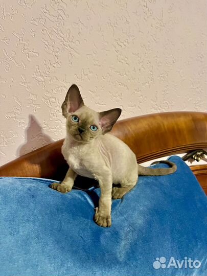 Котята Девон Рекс котики и кошечки