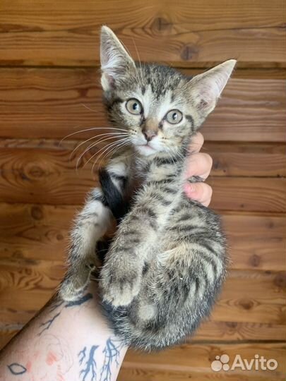 Котята в добрый руки