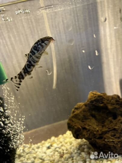 Аквариумные рыбки