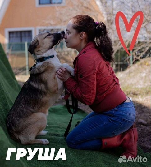 Собаки бесплатно в добрые руки