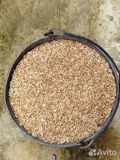 Зерно пшеница