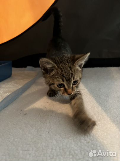 Котик бесплатно