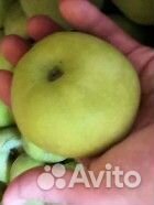 Яблоки Местные сорт Симеренко. На хранение. Много