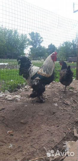 Домашняя птица на продажу