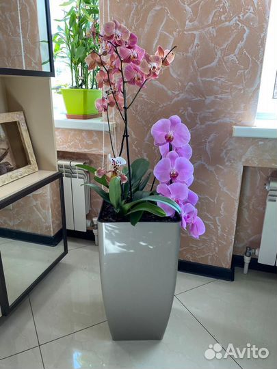 Орхидея