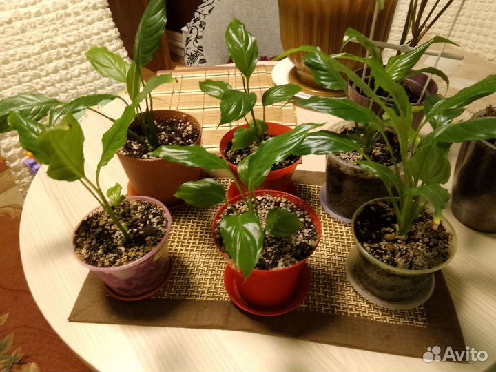 Спатифиллум