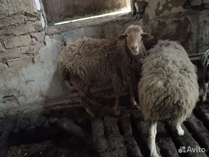Овцы бараны ягнята