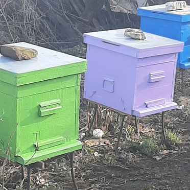 Продается пасека