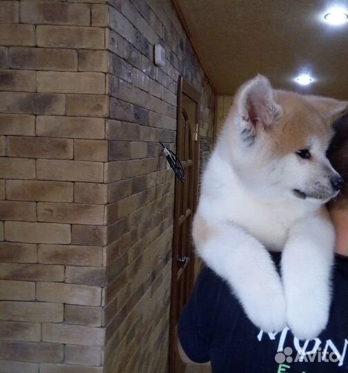 Японская акита мальчик белый. и рыжие