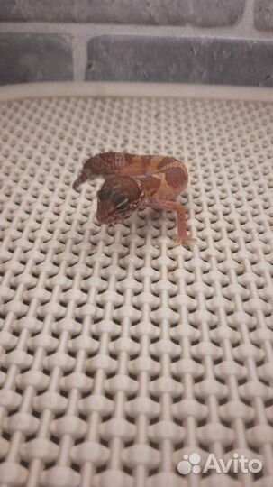 Эублефар малыш самец