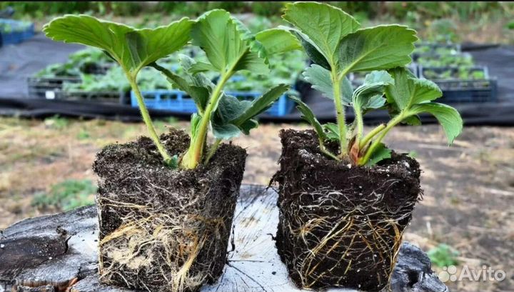 Саженцы сортовой клубники