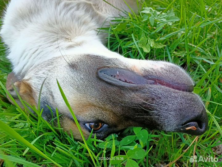 Замечательный мальчик