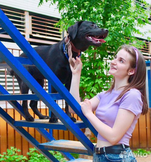 Выгул собак, няня и передержка для животных