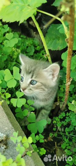 Котенок девочка 1.5 мес