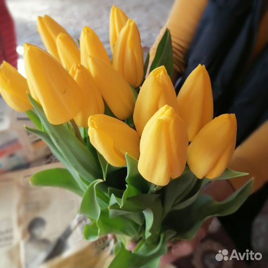 Луковицы тюльпанов