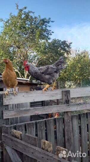 Молодые петухи