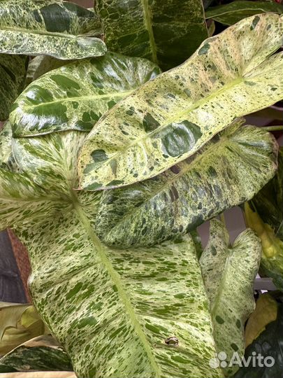 Филодендрон Парадизо Верде/Paraiso verde