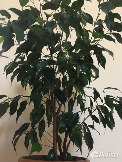 Фикус Бенджамина