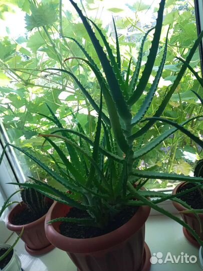 Алоэ древовидный лечебный