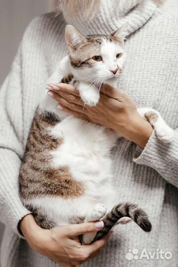 Кот Ашот ищет дом