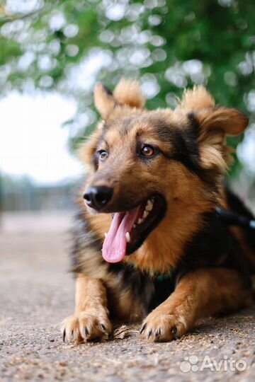 Вивальди-щенок Вивальди ищет дом