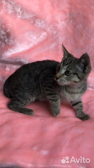 Котенок леопардового окраса в дар ищет дом