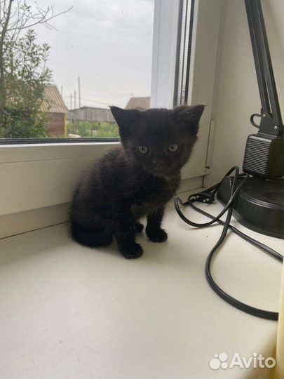 Котята в добрые руки бесплатно