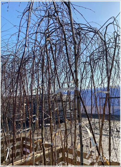 Береза Юнги на штамбе (180-200см), с доставкой