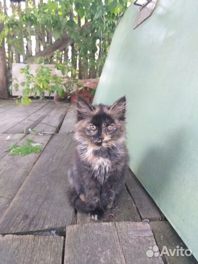 Кошка в дар бесплатно