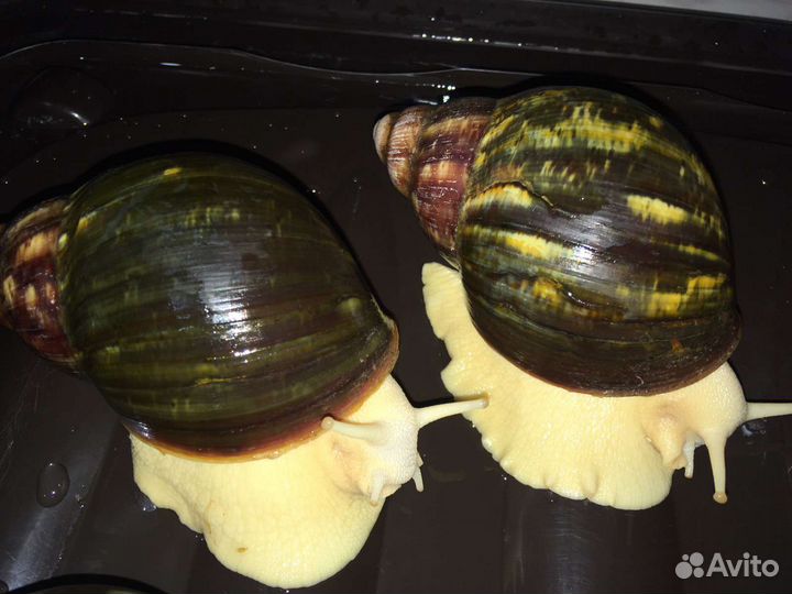 Улитки ахатины