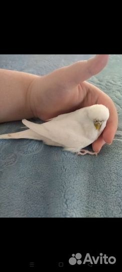 Волнистый попугай Чех. Девочка