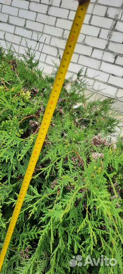 Туя шаровидная даника большая