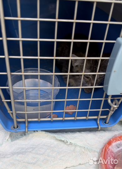 Кошечка для души