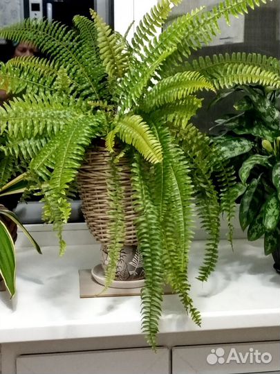Папоротник комнатный, или нефролепис