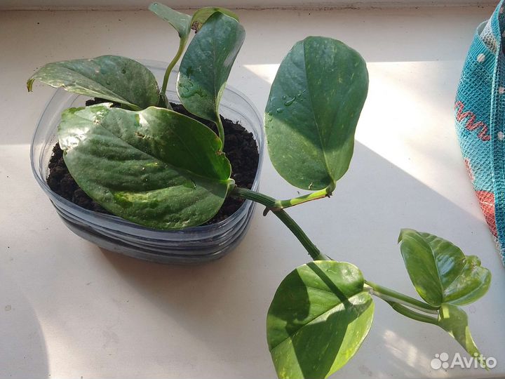 Сциндапсус