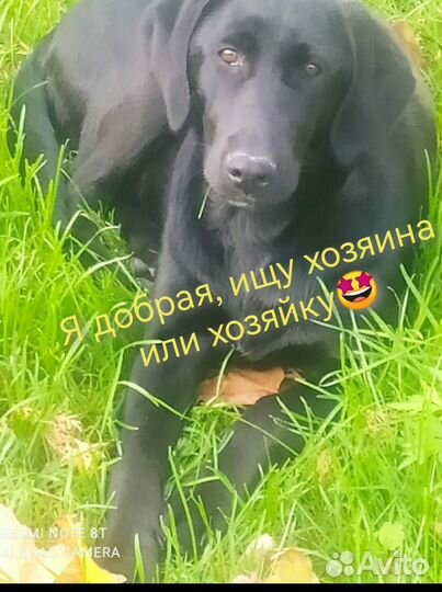 Щенки лабрадора метис в добрые руки
