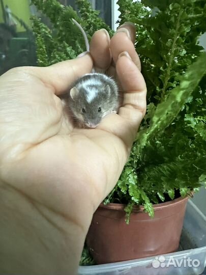 Японская мышка