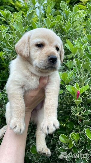 Щенки лабрадора