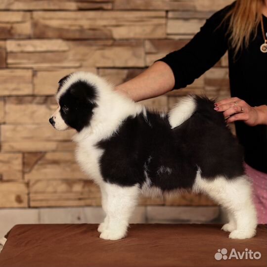 Перспективные Якуты в шоу и спорт