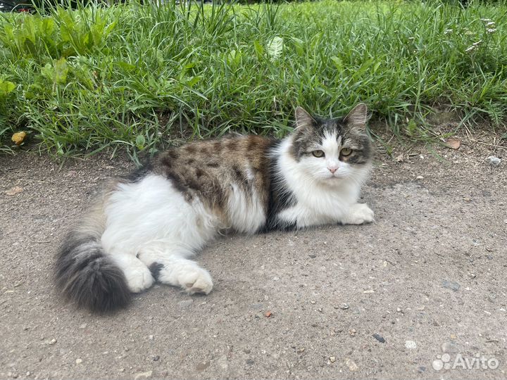 Пуша ищет дом