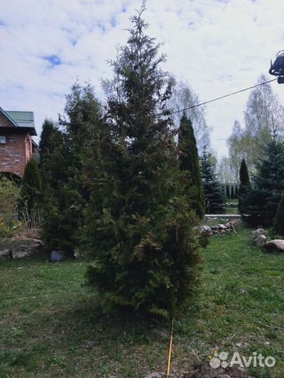 Туя смагард 4 метра