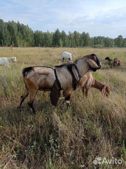 Англо нубийские козы дойные