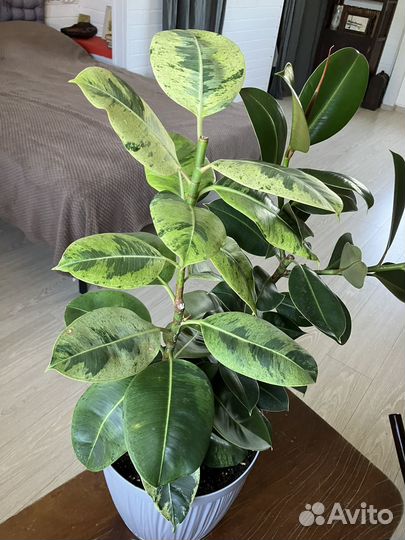 Фикусы микс