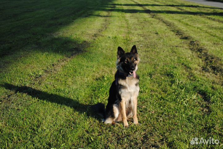 Свадебный фотограф