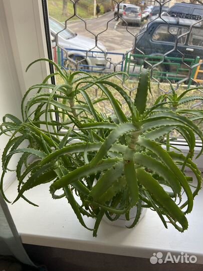 Комнатные растения