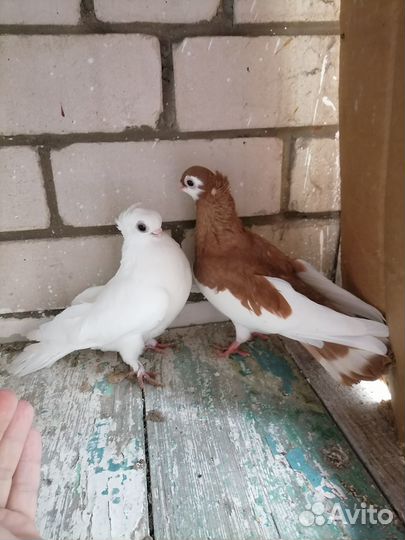 Голуби молодые