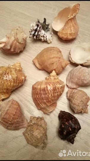 Ракушка морская