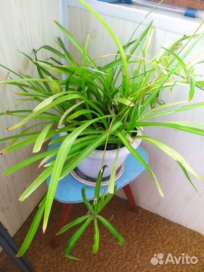 Хлорофитум